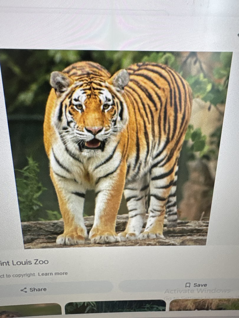 Bengal Tiger