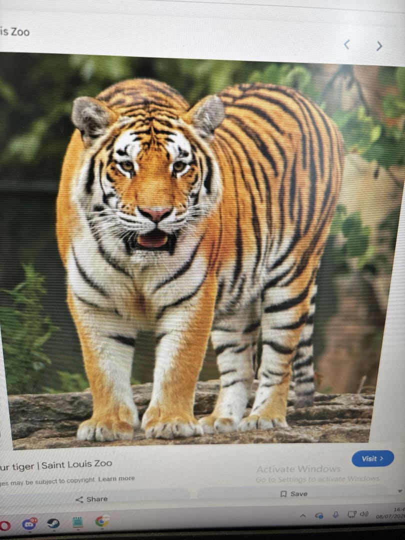 Bengal Tiger