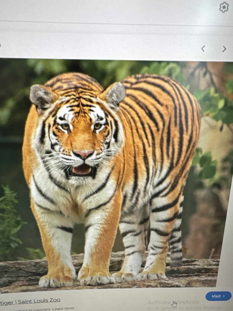 Bengal Tiger