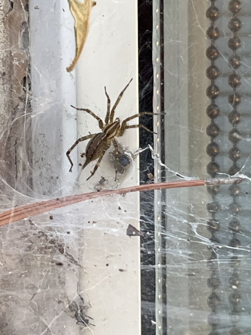 Wolf Spider