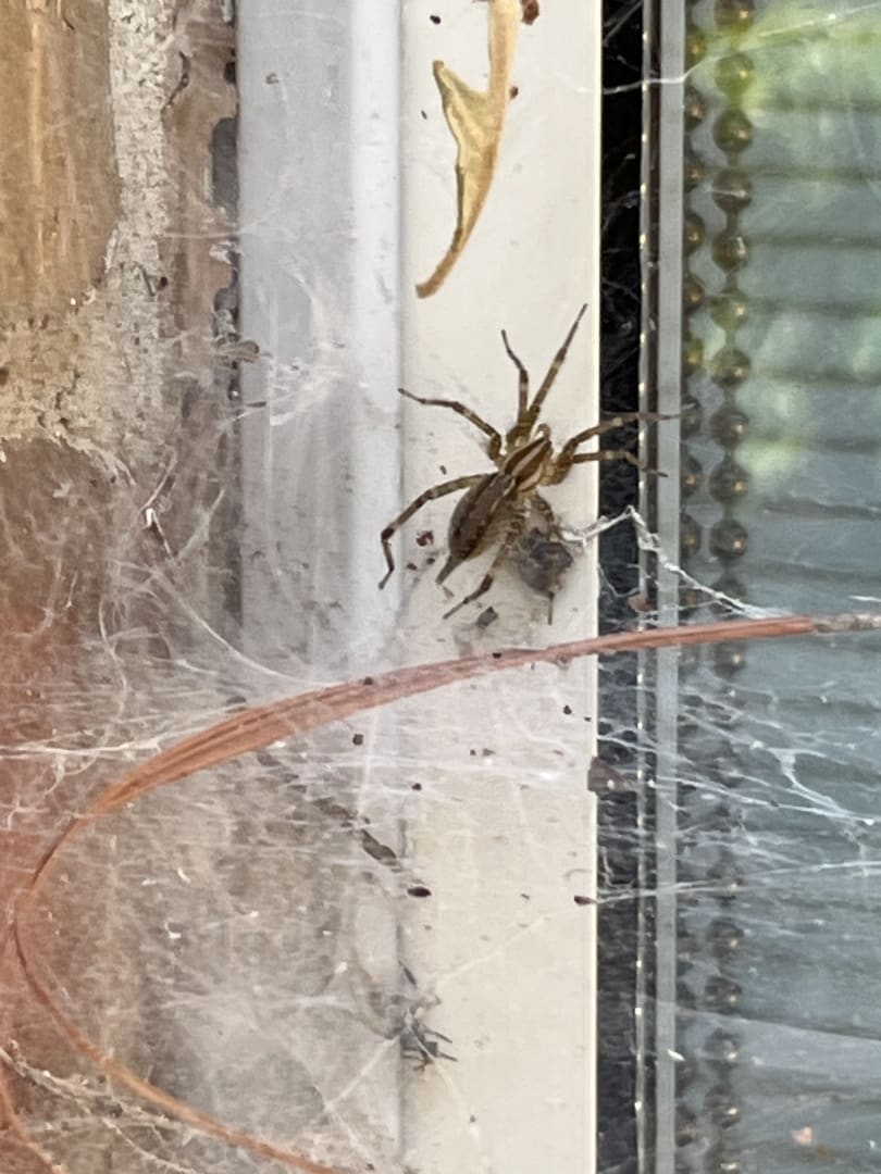 Common House Spider
