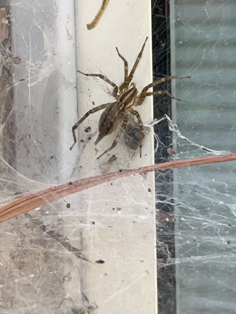 Common House Spider