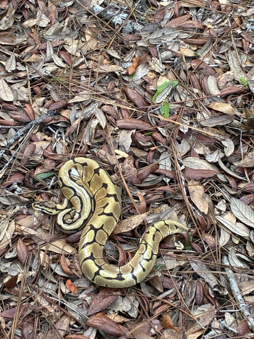 Ball Python