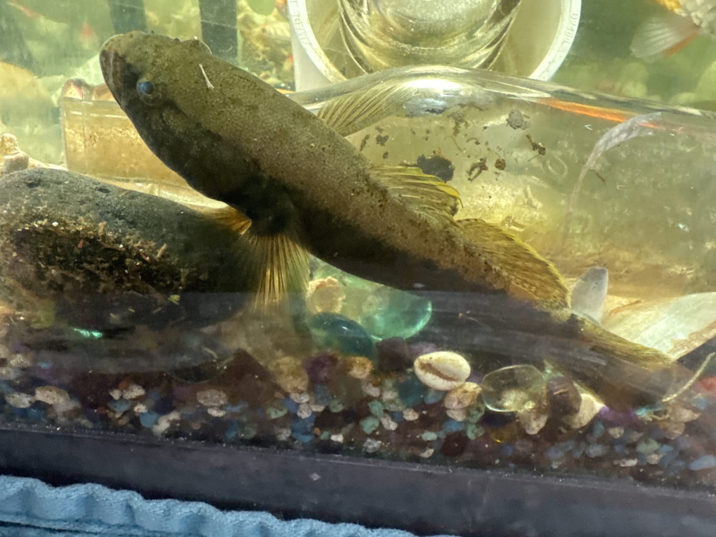 Axolotl
