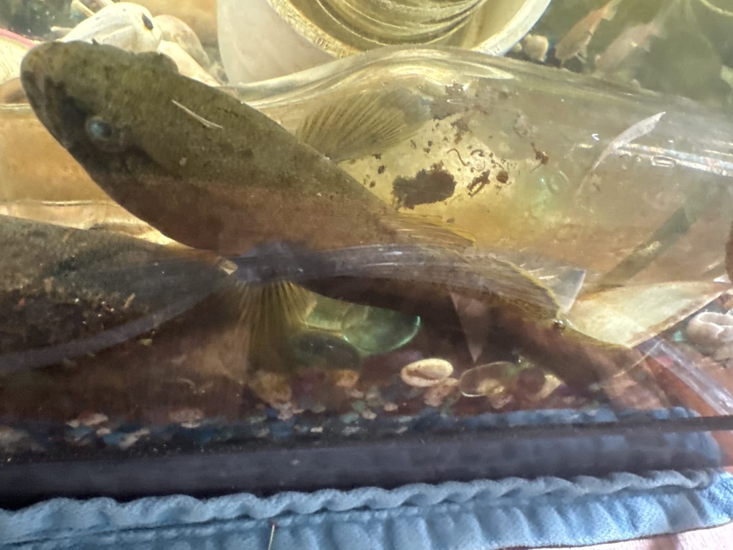 Common Bullhead