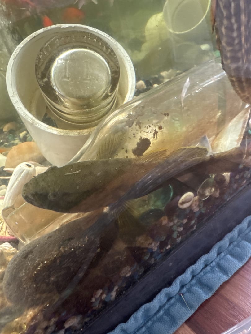 Siamese Algae Eater