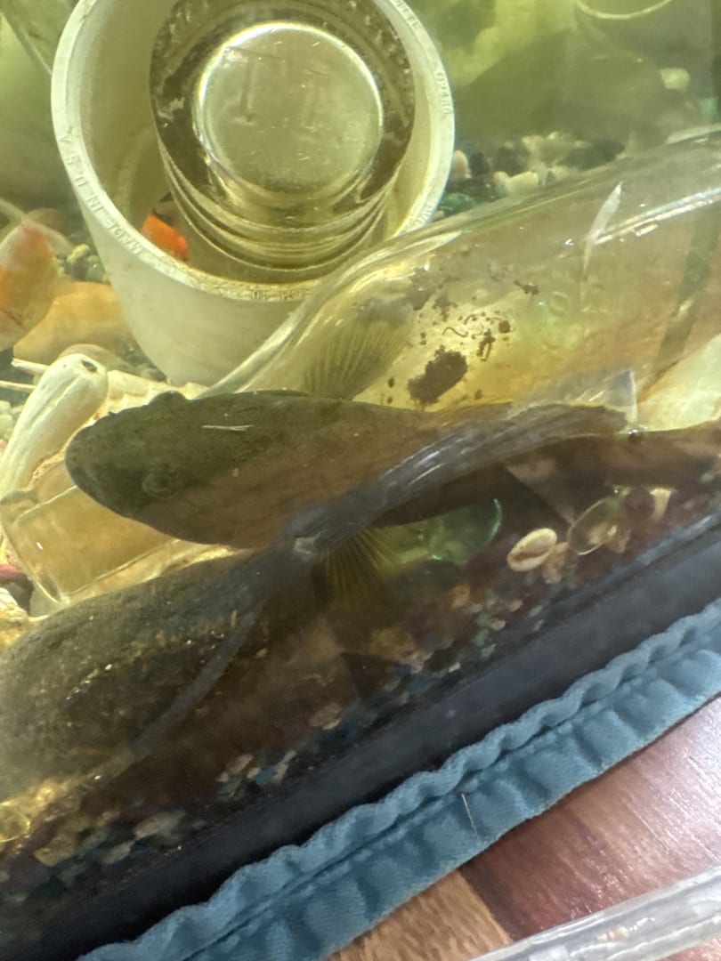 Common Pleco