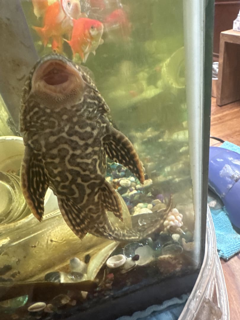 Common Pleco