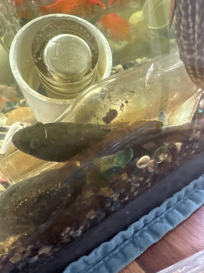 Plecostomus