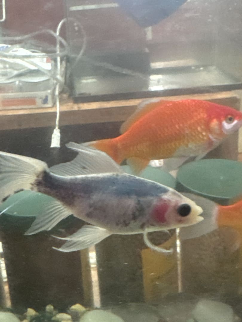 Fantail Goldfish