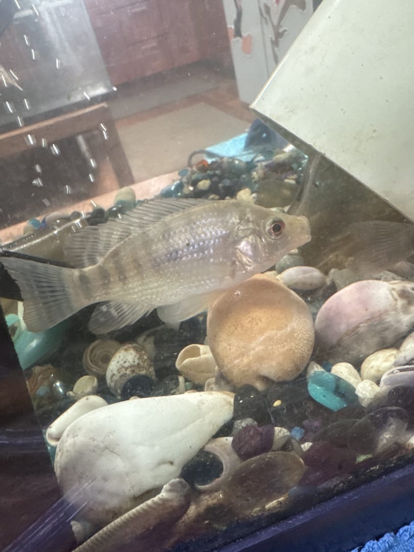 Oscar Cichlid