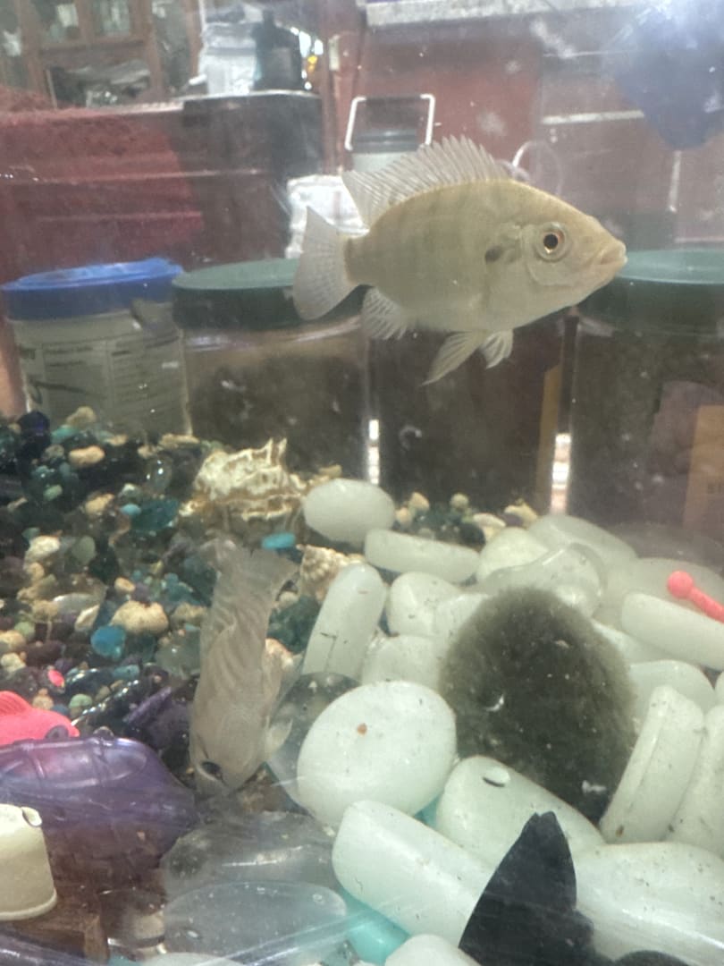 Jack Dempsey Cichlid