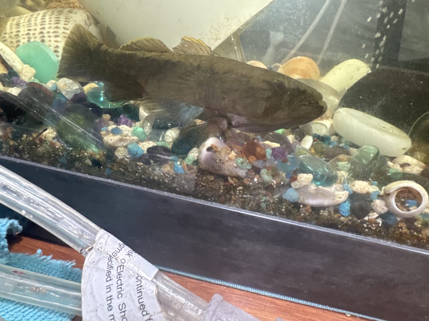 Central American Cichlid