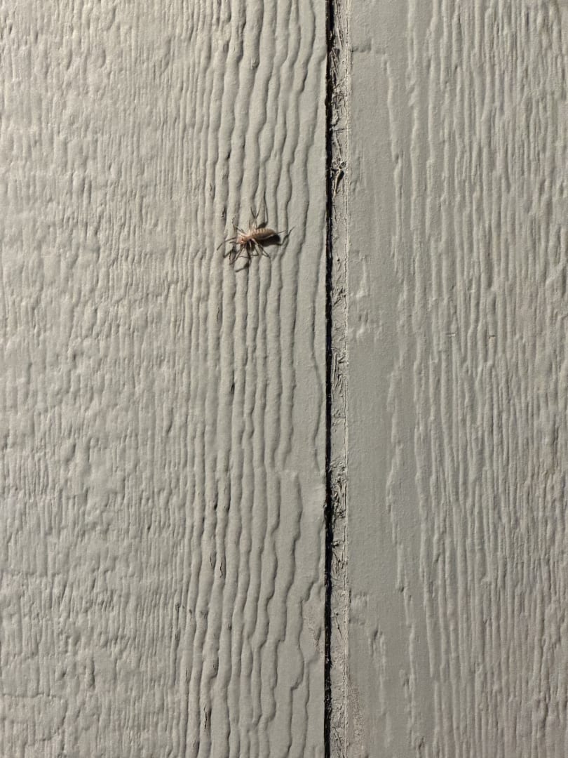 True Bug