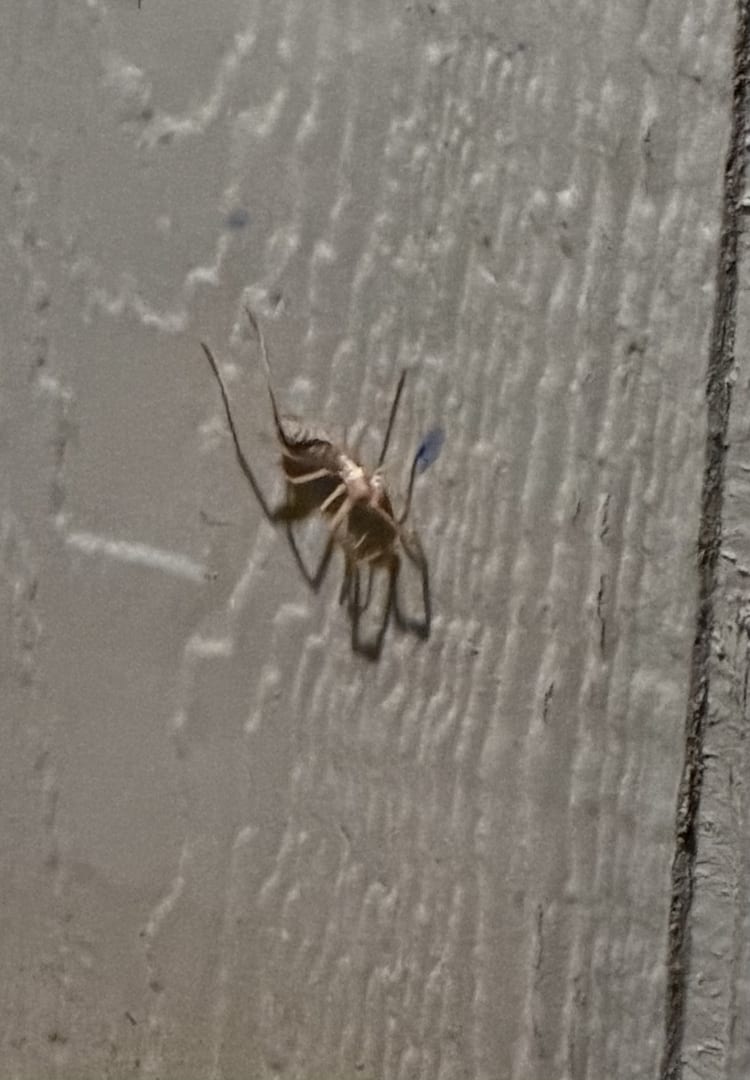 Brown Recluse Spider