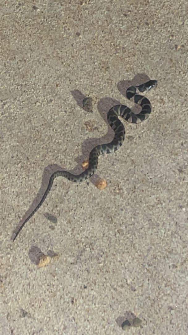 Northern Water Snake
