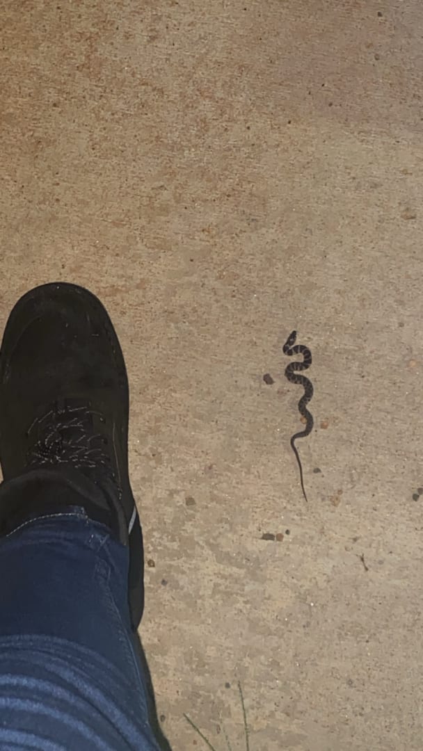 Pygmy Rattlesnake
