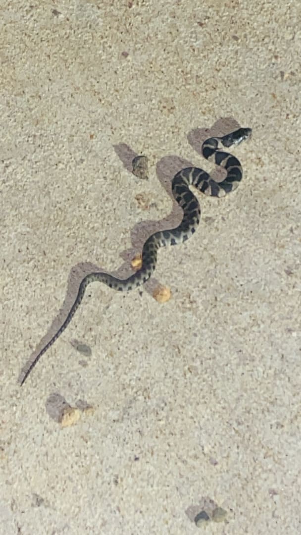 Common Gartersnake