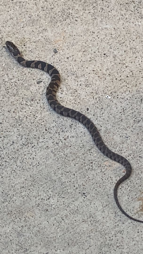 Northern Water Snake