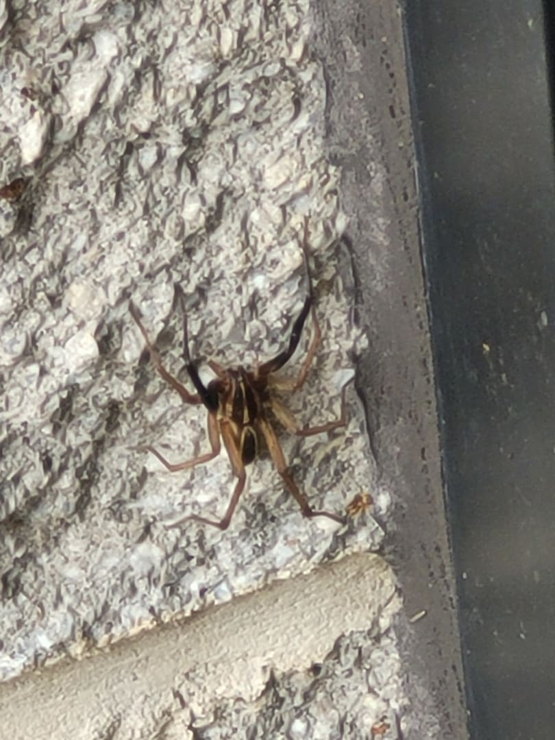 Western Conenose Bug