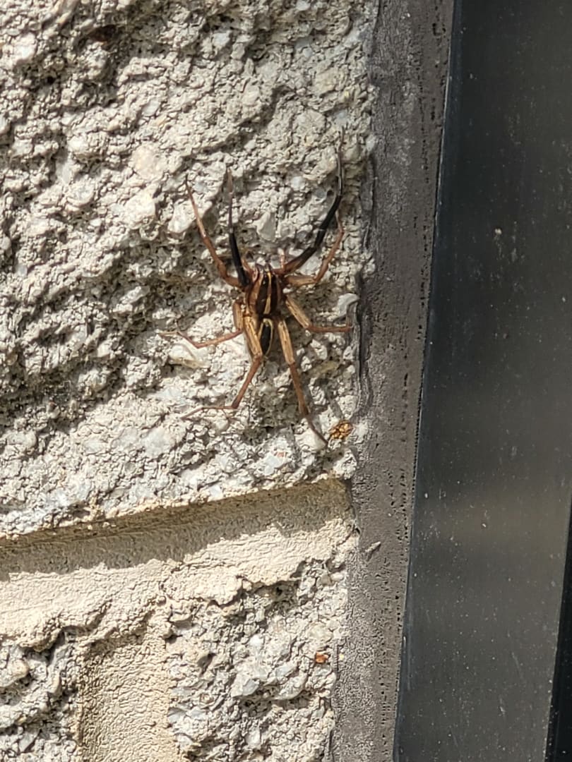 Wolf Spider