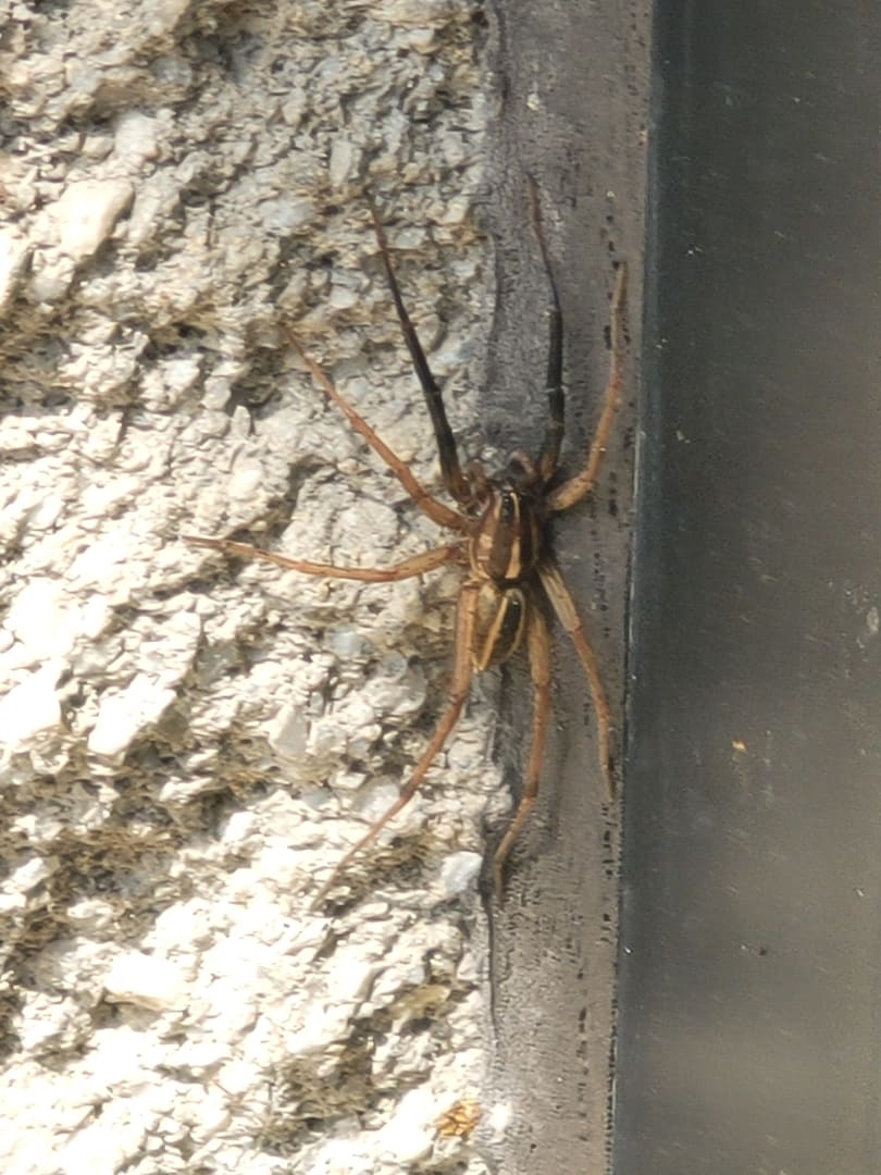 Rabid Wolf Spider