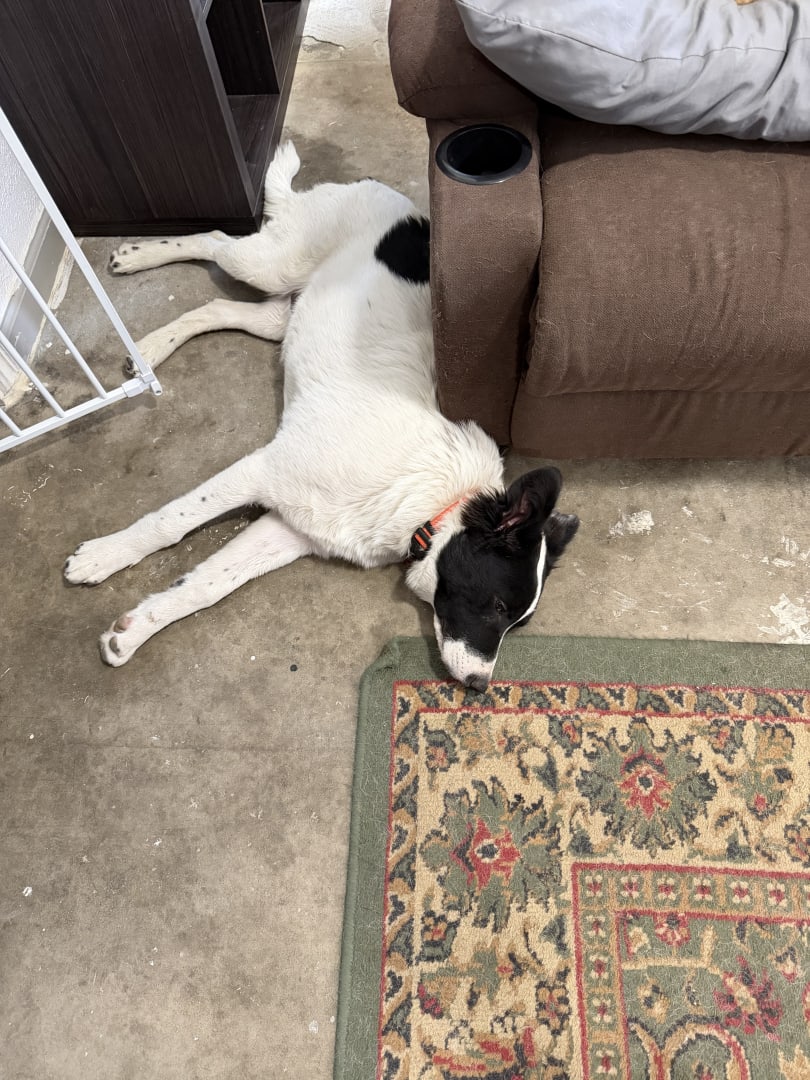 Border Collie