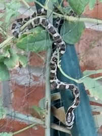Common Boa