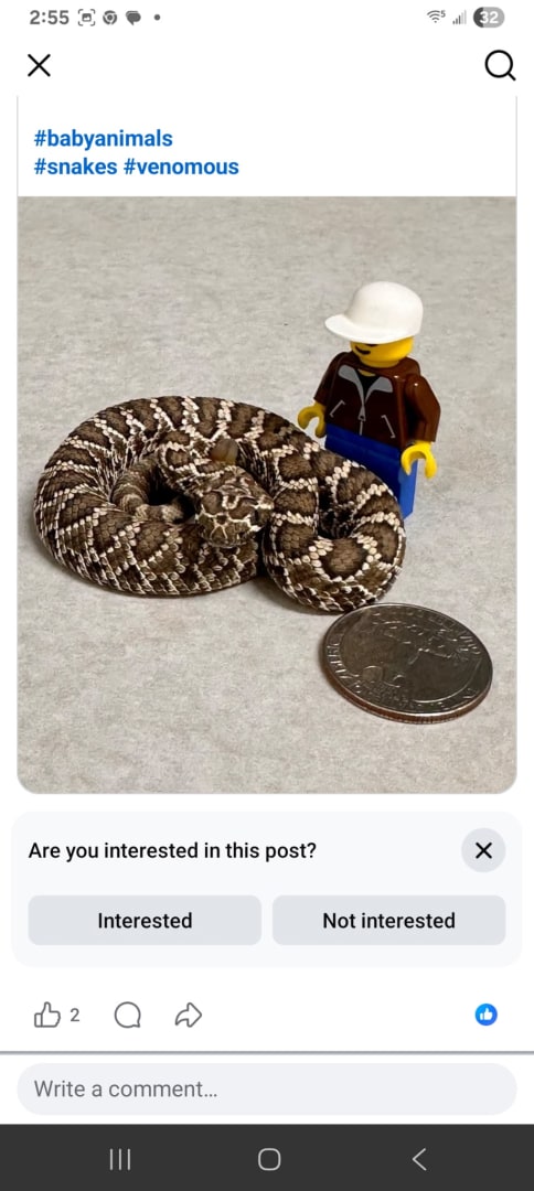 Western Diamondback Rattlesnake