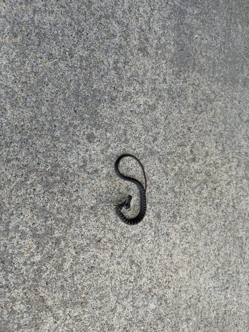 Eastern Garter Snake