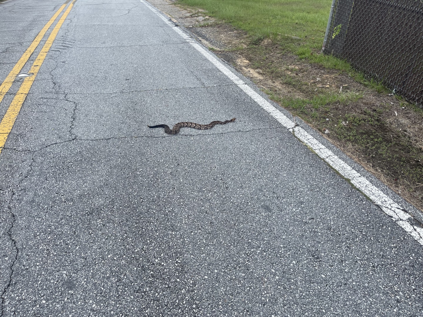 Eastern Diamondback Rattlesnake