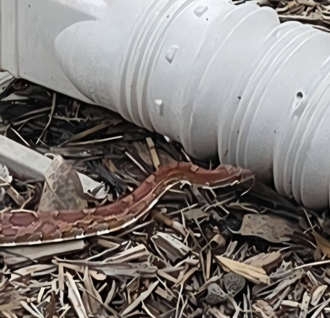 Corn Snake