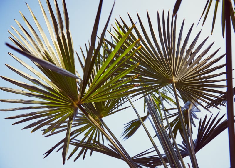 outdoor_palm_tree_location_for_photoshoot_hire_locations_management_agency