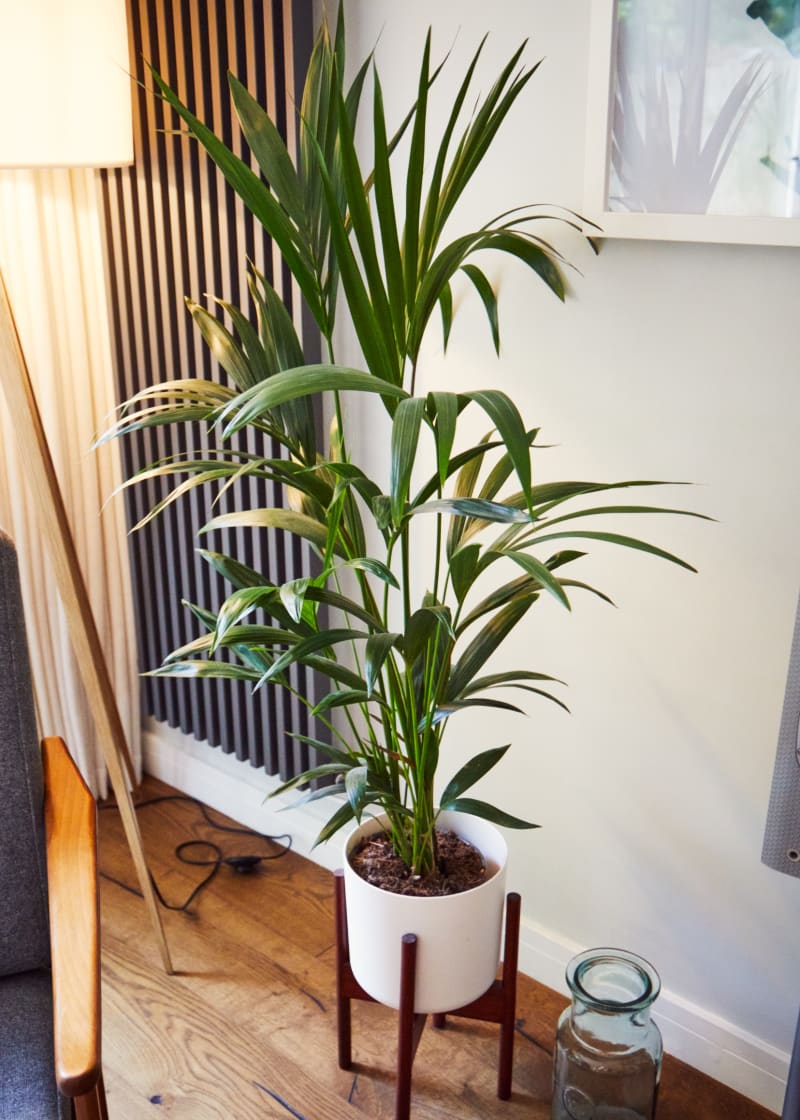 corner_living_room_plant_location_houses_uk