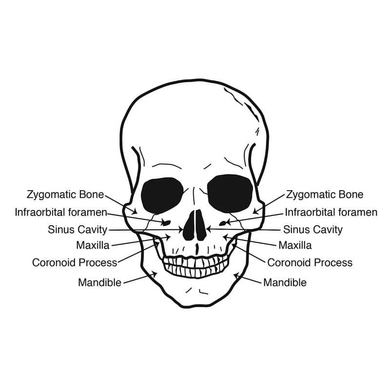 skull diagram