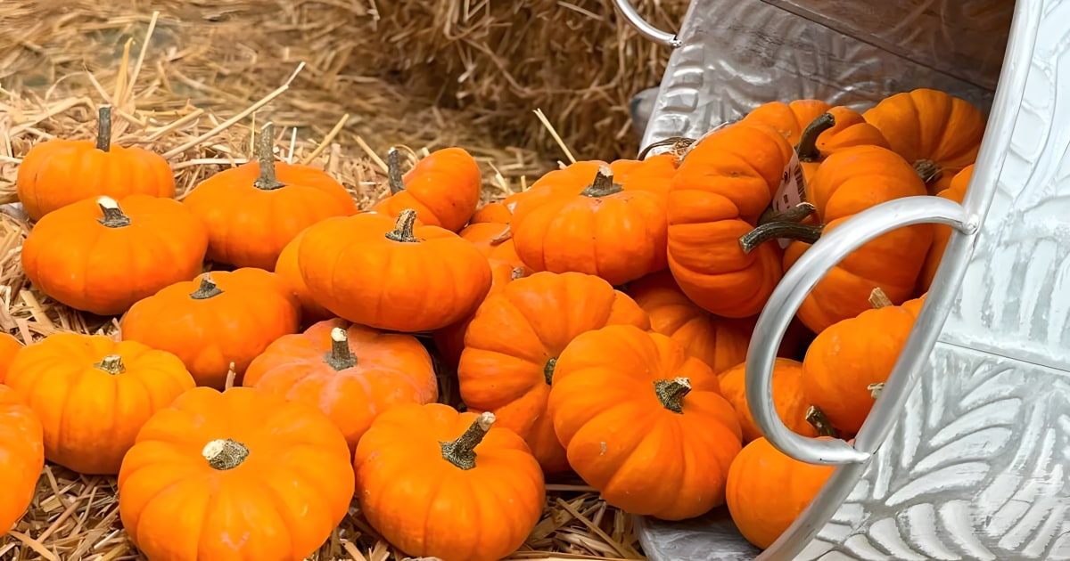 Festa d'Autunno 2026 a Jesolo: spezie, peperoncino e tamburi nel centro storico, il programma