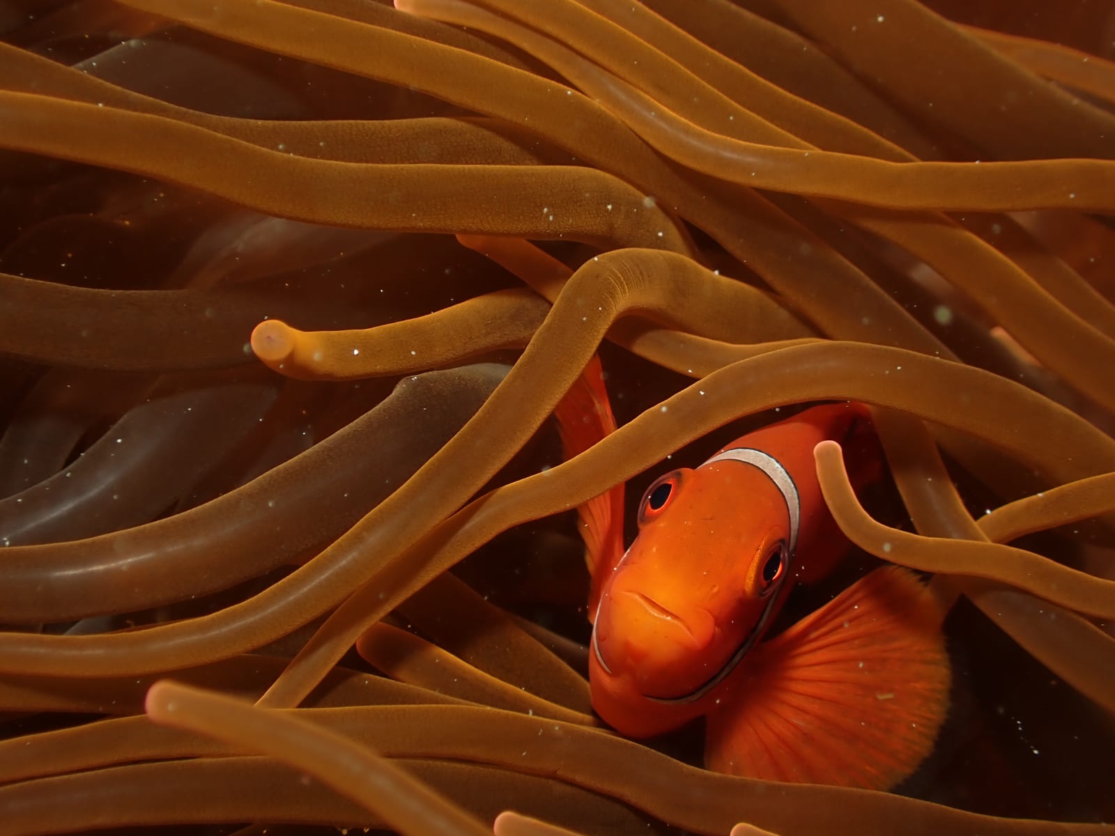 Tomato clownfish in a bubble-tip anemone