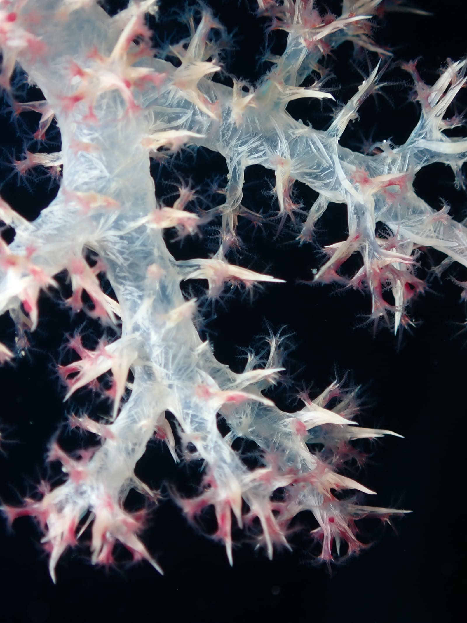 Soft Coral
