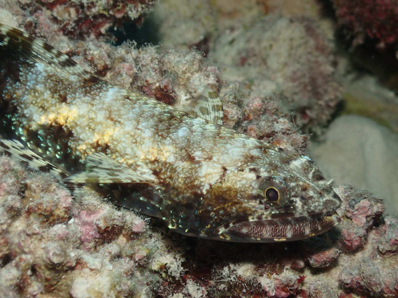 Lizardfish