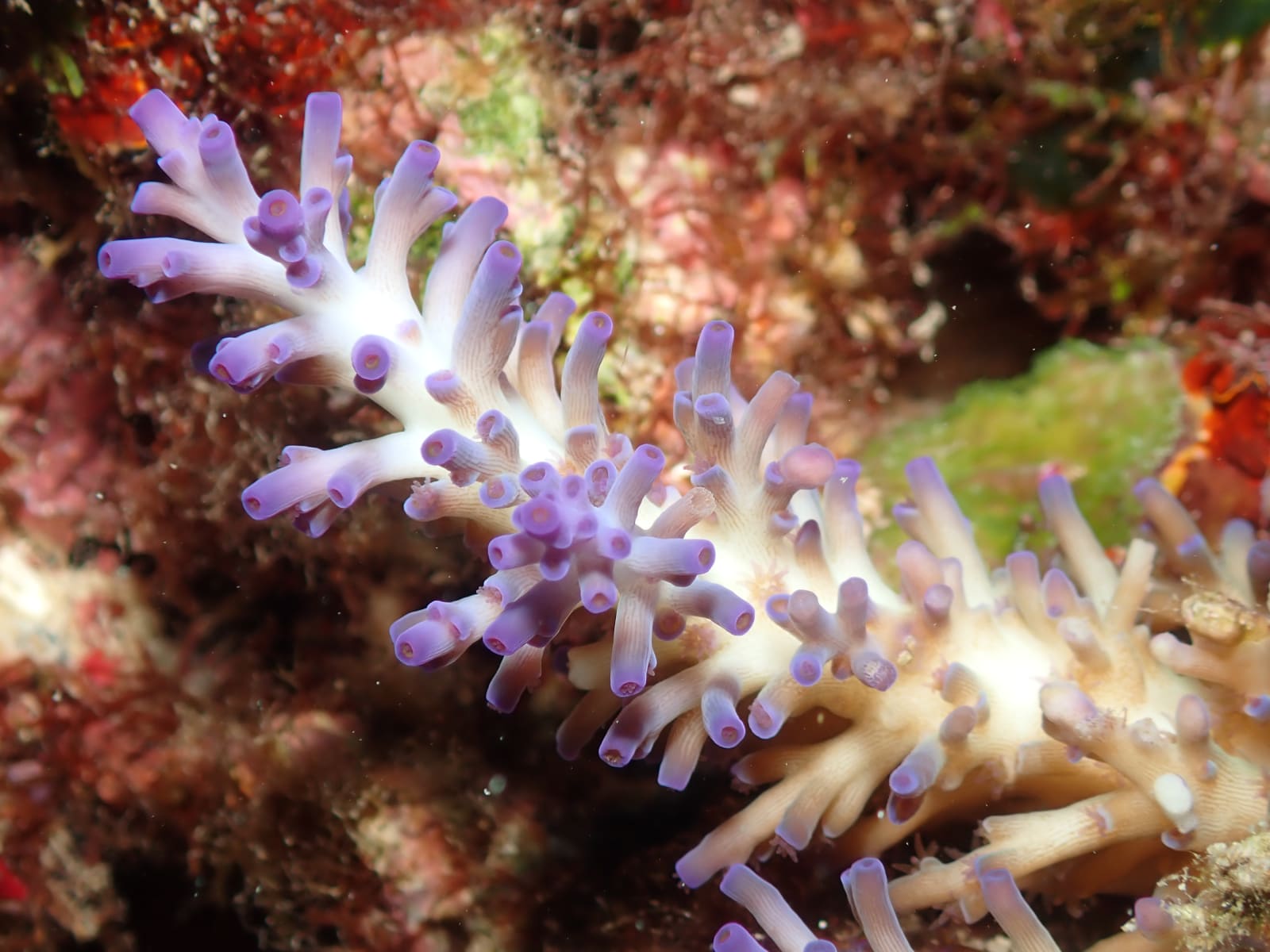 Staghorn Coral