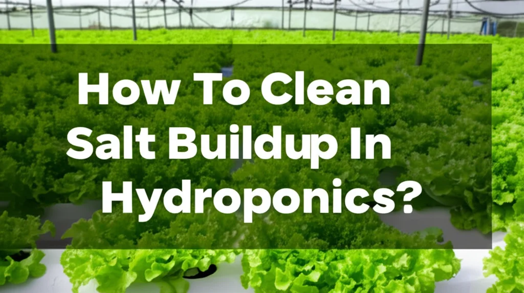 How To Clean Salt Buildup In Hydroponics?