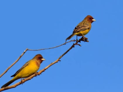 На Черных землях в Калмыкии обнаружен новый вид птиц — желчная овсянка.