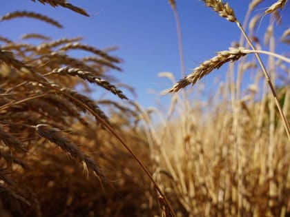 Более 600 тысяч тонн зерна собрали аграрии Целинского района в жатву-2022