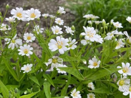 Дождливыми выходными завершится апрель в Шахтах