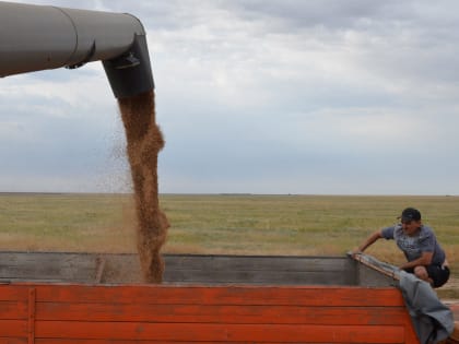 320 тысяч тонн ранних зерновых!