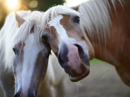 Народные приметы на 28 ноября 2022 года: что нельзя делать в Гурьев день