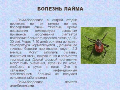 В снятых с ростовчан клещах выявлены боррелии