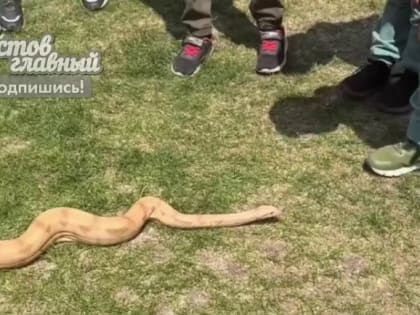 В Ростове белый удав привел в восторг юных горожан на прогулке в Суворовском