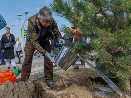 Градоначальник Ростова Алексей Логвиненко рассказал о высадке деревьев
