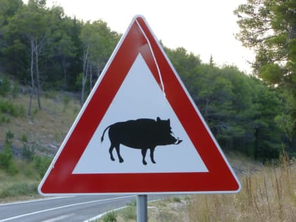 Подложили свинью ростовчанам: дикие кабаны устроили настоящий погром в городе